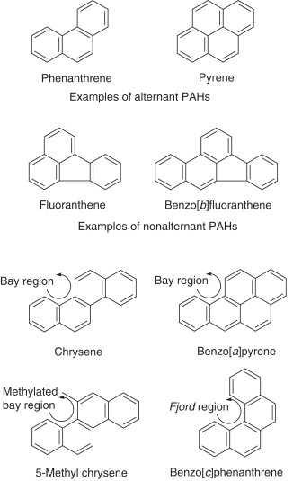 Figure 1: White-rot Fungi Eat All the Components of the Wood They Decompose [26].
