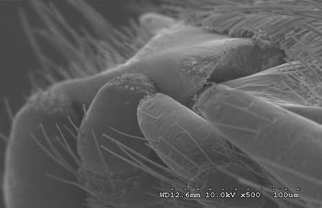 Figure 1: D. maculatus adult clypeus, labrum, left mandible, and maxillary palps at 10 kV 500X magnification.