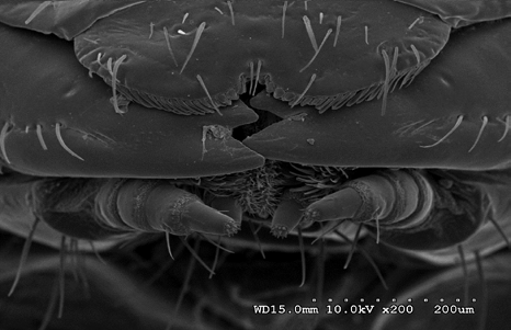 Figure 2: D. maculatus larvae (3rd instar) clypeus, labrum, and maxillary palps at 10 kV 200X magnification.