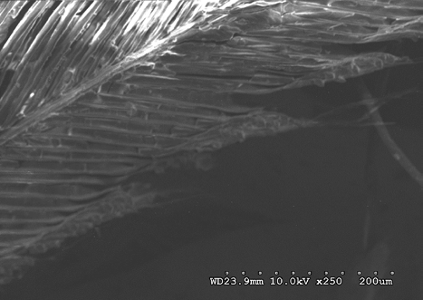 Figure 22: Feathers and fibers near nasal process at 10 kV 250X magnification.