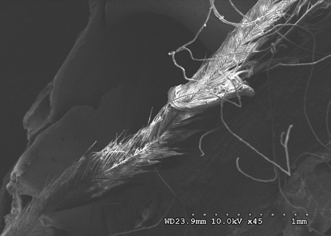 Figure 23: Feathers and fibers near nasal process at 10 kV 45X magnification.