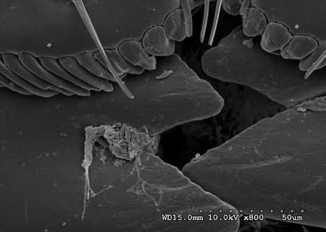 Figure 4: D. maculatus larvae (3rd instar) labrum and mandibles with feeding debris at 10kV 800X magnification.