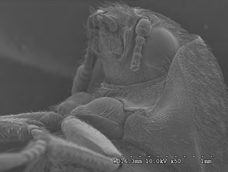 Figure 5: D. maculatus adult at 10 kV 50X magnification.