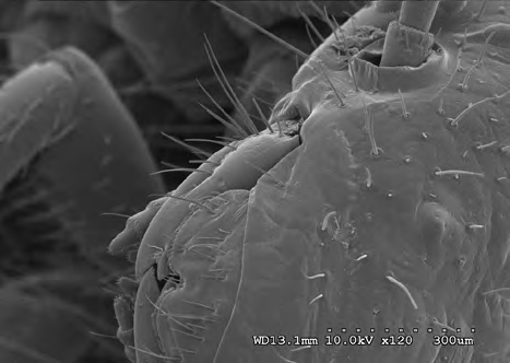 Figure 7: Larval (3rd instar) D. maculatus 10 kV at 120X magnification.