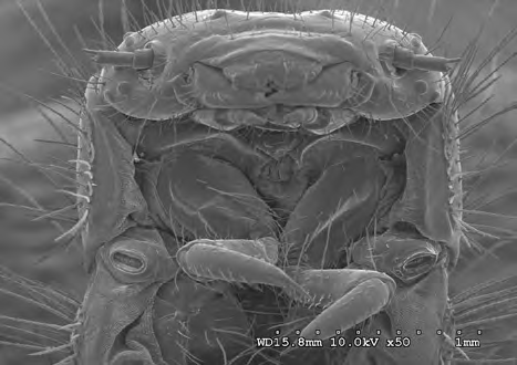 Figure 8: Larval D. maculatus (3rd instar) at 10 kV 50X magnification.