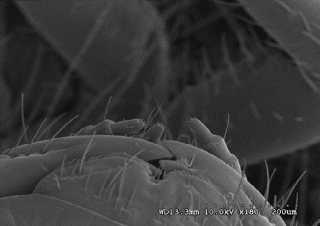 Figure 9: Larval D. maculatus 10 kV at 180X magnification.