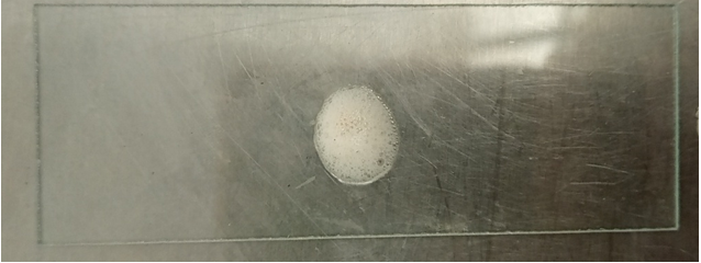Figure 13: Positive Catalase test result of Kleibsella spp.