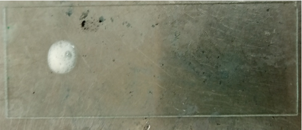 Figure 15: Positive Catalase test result of E.coli.