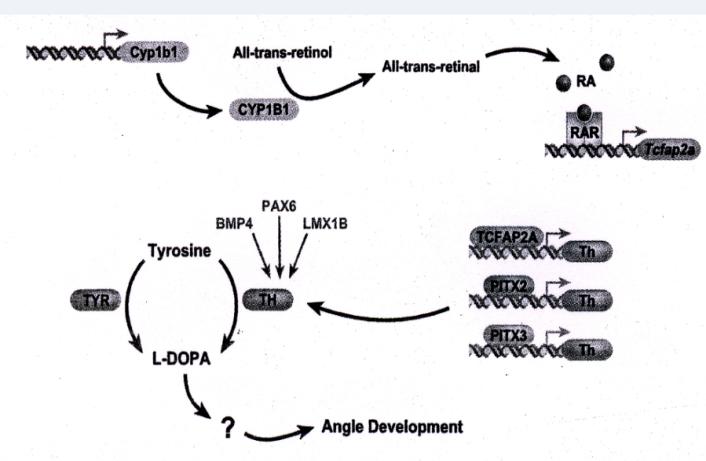 Figure 1: CYP1B1. Axenfeld-Rieger syndrome is caused by mutations in PITX2 or FOXC1 and aniridia and Peters’ anomaly are caused by PAX6 mutations [2] (Figure 2).