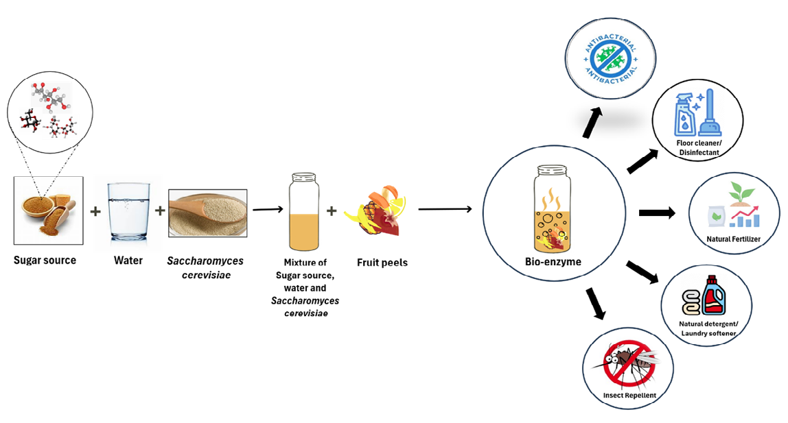Figure 1: Derived from household waste, enzymes like amylases, proteases, lipases, and pectinases play a crucial role in expediting biochemical reactions. Pioneering studies, like Rosukon Poompanvong’s work in Thailand, have laid the groundwork for garbage enzyme production, providing organic solutions with antioxidant and antimicrobial properties. These advancements contribute significantly to sustainable waste reduction and a healthier environment [8].
