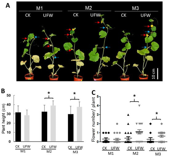 Figure 2: UFW irrigation affects the growth of melon seedlings. (A) Phenotype (DAT) of melon potted plants 14 days after transplantation. Red arrows indicate flowers, blue arrows indicate wilted flowers. Rod, 10 cm. (B) Plant height of melon. Error bars represent standard error of the mean (n = 10–21 per treatment). (C) Scatter plot of the number of flowers per plant at 14 DAT. Horizontal lines represent mean values (n = 10–21). *, Significant differences between CK and UFW treatments were determined using Student’s t test at p < 0.05 (B,C).