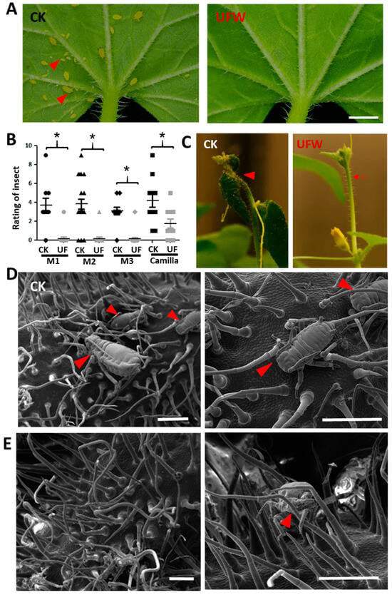 Figure 3: UFW irrigation affects aphid infestation of melon seedlings. (A) Phenotype of melon leaves infected by aphids 14 days after transplantation. Scale bar, 2 mm. (B) Scatter plot of aphid infestation levels. A rating of 0 indicates no aphids were observed and a rating of 9 indicates high aphid density. Horizontal lines represent mean values (n = 10–21). *, Significant differences between CK and UFW treatments were determined using Student’s t test at p < 0.05. (C) Aphids attack tender flower buds of a melon (arrow). Trichosome development after UFW treatment (arrow). (D) Cryo-SEM shows aphid infestation in CK (D) and UFW (E) flower buds. The arrow points to an aphid. Scale bar, 500 μm (D, E).