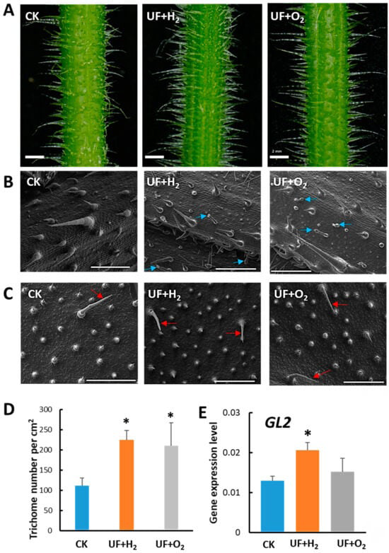 Figure 4: Hydrogen-rich or oxygen-rich ultrafine water irrigation affects the development of trichomes in muskmelon “Camilla”. (A) Dissecting microscopic observation of melon petiole trichome development after irrigation with ultrafine rich water (UF+H2), oxygen (UF+O2) and RO water (Ck). Rod, 2 mm. (B) Cryo-scanning electron microscopy (cryo-SEM) showing trichomes on the melon midrib. Blue arrows indicate the presence of granular trichomes. Rod, 500 μm. (C) Cryo-scanning electron microscopy (Cryo-SEM) showing the development of trichomes on the abaxial surface of newly established young melon leaves (red arrow). Rod, 500 μm. (D) Trichome density in melon petioles irrigated with RO water (UF+H2 and UF+O2, n = 3 to 6. (E) RT-qPCR showing GLABRA2 (GL2) gene expression pattern in young melon leaves irrigated with UF+H2, UF+O2 and RO water control (CK). *, Significant differences between CK and UFW treatments were determined using Student’s t test at p < 0.05 (D,E).