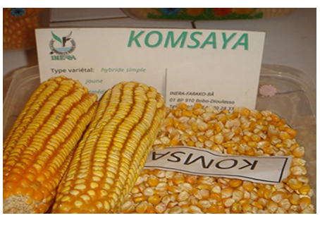 Figure 3: Komasaya variety.