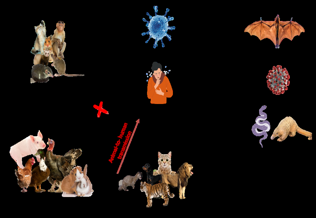 Figure 2: COVID-19 Infection in Animals.