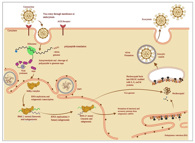 Figure 3: S1 subunit recognizes ACE2 as a key entry into the host cell. It leads to conformational changes in S protein followed by proteolysis, where the protein is split into S1 and S2 subunits, after which membrane is combined in the S2 region. S2 has HR1 and HR2 domains, which form a 6-Hb mixture core that leads to cellular and viral interactions [7,8].