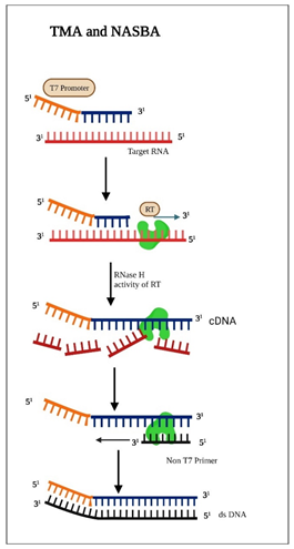 Figure 6: Stepwise mechanism of Rolling circle amplification for detecting the viruses.
