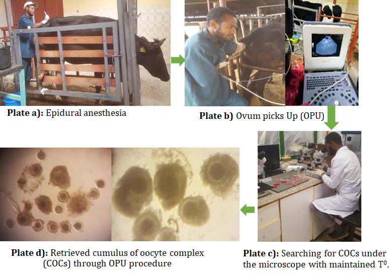 Figure 2: Procedure for oocyte retrieval and recovery using OPU procedure from live animal.