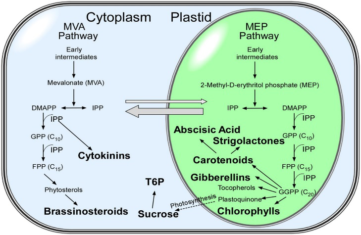 Figure 2: Isoprenoid biosynthetic pathways in plants. Metabolites discussed in this review are shown in bold. The mevalonate (MVA) and methylerythritol phosphate (MEP) pathways both generate isopentenyl diphosphate (IPP) in parallel and contribute to particular isoprenoids (Swiezewska and Danikiewicz, 2005). Thick grey arrows show the exchange of intermediates between the MVA and MEP pathways.