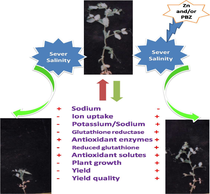 Figure 4: Zinc sulfate (Zn) and paclobutrazol (PBZ) as a cost-effective agent, has multiple biochemical functions in plant productivity. Meanwhile, their synergistic effects on inducing salt tolerance are indecisive in Plants.