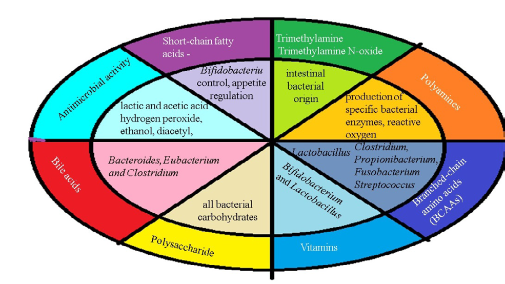 Figure 2: Postbiotics can influence the gut microbiota, enhance the immune system, reduce inflammation, and promote overall well-being. Various forms of postbiotics, such as soluble factors, metabolites, bacteriocins, and cell-free supernatants, are as effective as live probiotics, particularly those related to _Lactobacilli_ [39,40]. It highlighted the importance of postbiotics in maintaining colonic health and suggested their potential as a safer alternative to live bacteria [41,42]. It was also proposed the use of postbiotics to improve the quality of life in patients with colorectal cancer [43]. Tsilingiri, et al. [44] recommended utilizing postbiotics for the treatment and prevention of gut-related diseases like inflammatory bowel disease [44].