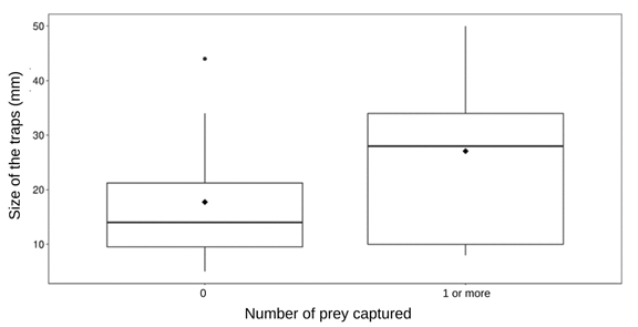 Figure 2: Relationship between pit size of Myrmeleon larvae and prey capture success (p = 0.069)