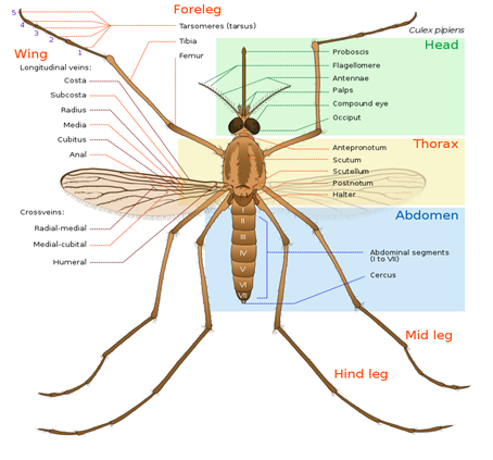 Figure 1: Representation of mosquito. This image is licensed under Creative Commons Attribution.