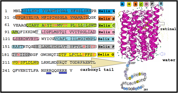 Figure 1: The retinal binding is conserved. The retinal bound opsin absorbs at 549 nm, a pink colored photoreceptor. Unlike model ion pumps it carries serine residue as a strong indicative towards sensory role. The detailed biophysical characterization of ASR difference further outlined the role of carboxyl terminus [10]. However, the main divergence was observed on the cytoplasmic face of ASR [9], the expected interaction region with the putative soluble transducer ASRT [7,8]. The cytoplasmic face is structured with three ordered loops that are arranged very differently from their archaeal counterparts [9]. Another notable difference from the archaeal rhodopsins to ASR is that the interior region is far more hydrophilic, with numerous ordered water molecules forming hydrogen bonds with polar and charged residues [9]. Moreover, the atomic resolution structure of ASR does not account for much insight towards critical motif. For instance, the crystal structure of the ASR excludes the vital domain which is almost 12% of total sequence. The 35 amino acid carboxylic domain beyond 226, 227 through 261 [SRQTTGDRFAENTLQFVENITLFANSRRQQSRRRV] is missing in crystal structure.