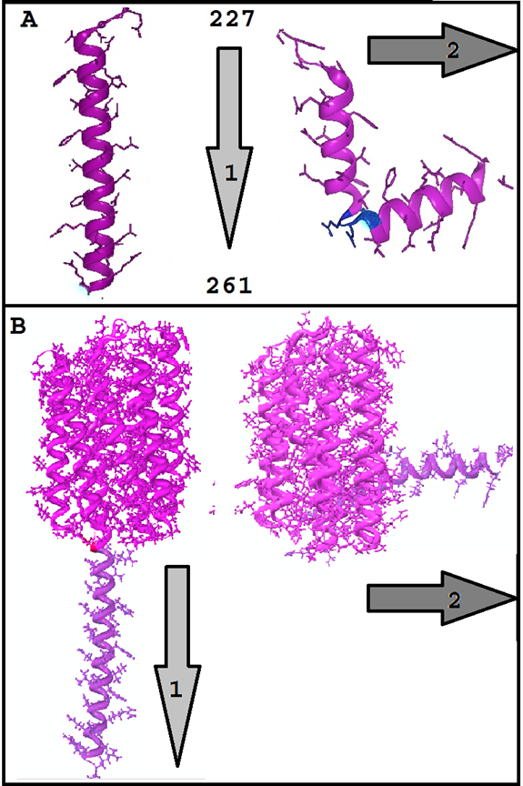 Figure 2: NovaFold AI predicted structure of carboxyl terminus domain of ASR [227-261] in upper panel A. Two [model 1 and 2] of the most distinct predicted structures out of 5 predicted models are included. Remaining structures are broadly similar to either group of predicted included [on left model A1: typical helical extension towards cytoplasmic side as indicated by downwards arrow and model 2 (on right) is two helices with twist (shown in blue) at position 244-246 [amino acids E-N-I] with turn at with tilt towards inner membrane]. In lower panel [B] complete sequence of ASR [1-261] predicted with two distinct models [1 of left with LDDT value of 94.12 and on right model 2 with LDDT value of 93.86]. The prediction was made using NovaFold AI [Powered by AlphaFold2 [18,19] under licensed DNAStar Inc]. Since, sequences of 227- 230 is not ordered in either model, it is evident that first model [extending as helical motif downwards, away from membrane], while second model [B2] on right positioning the helical domain towards membrane side is remarkably distinct. Arrows indicate the direction of carboxyl motif in each panel A and B. The model on right side in panel B is altered with minor color change and rotation to provide better view without much influence on TM comparative position while visualization.