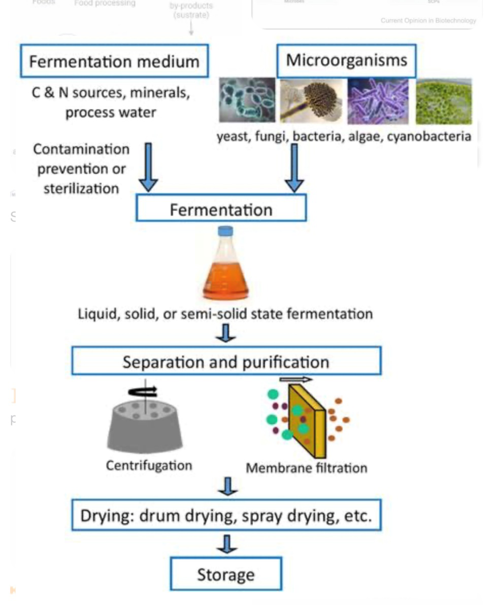 Figure 2: Steps of Single Cell Protein Production.