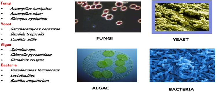 Figure 3: A List of the micro-organisms used for SCP production.