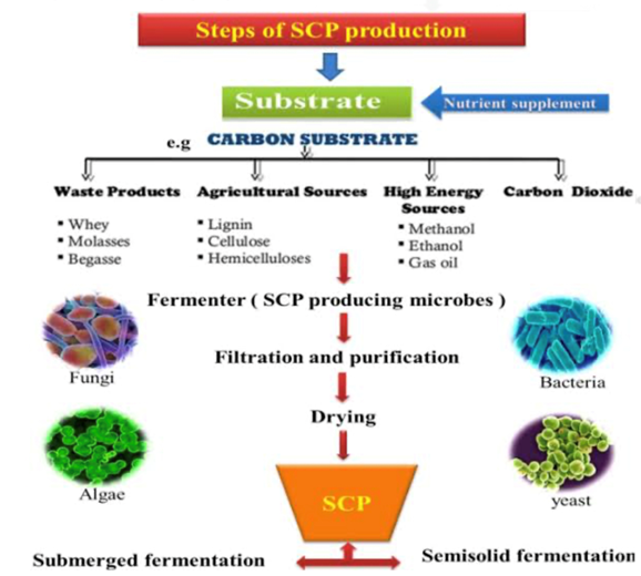 Figure 4: Steps of Single Cell Protein Production.