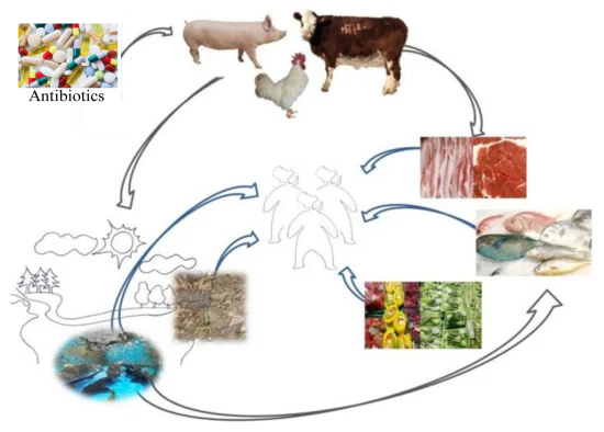 Figure 1: Antibiotics are widely utilized in numerous industries, along with the remedy of common bacterial infections.