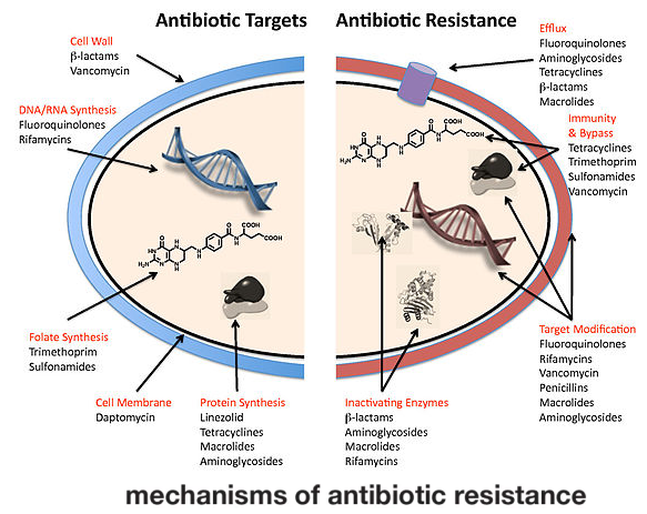 Figure 2: Mechanism of antibiotic resistance.