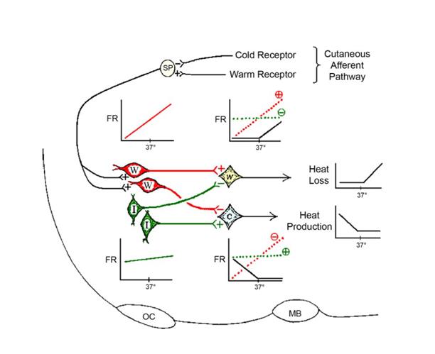 Figure 2: Graphical representation [20] of conceptual thermoregulation models and interactions among thermal stimuli responsible for cold, warm and discomfort sensations. (A) nervous elements involved in the thermoregulatory mechanisms determining comfort, (B) traffic of information in case of consciousness of thermoregulatory reactions, (C) different possibilities for the perception of thermal comfort, (SC) central thermal receptors, (SS) peripheral receptors, (R) thermoregulatory reactions. Neuronal Models: From the 60’s starts the interest of the scientific community on the role covered by neurons on the thermoregulation system. In these models the thermoregulation is only affected by the nervous system excluding all the other components as hormonal, muscular, vascular, etc. Available models treat only restricted areas of neuronal system involved in the thermoregulation without giving a complete description of it. The first model based on experimental results was formulated by Hammel in 1965 and reprised in 2006 by Boulant [21]. Most of the components of Hammel’s original model are shown in Figure 3. Other simplified models were improved after this, as the Maeskrey and Blight’s one [11] which recall the essential features of its precursor: i) the convergence of signals coming from different thermo sensitive areas on complementary neurons; ii) the separation between the neuronal net responsible for the thermolysis from that responsible for the thermogenesis with a mutual effect of inhibition. However, as stressed by Bligh [22], the neural process for explaining the stability of the body temperature of mammals remained almost an open issue. In fact, neither of above discussed hypothesis had been validated unequivocally. Nevertheless, the incorporation of the neurophysiological approach to mathematical thermoregulation models (especially in the case of the skin blood flow control) may be beneficial for research fields, especially in health clinics [23].
