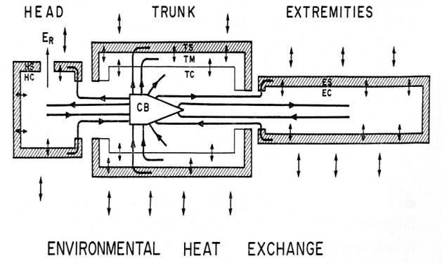 Figure 5: Passive system forming the base of the model formulated by Stolwijk and Hardy [34]. ER: evaporation through the respiratory apparatus; CB: central blood compartment; HC: core of the head; HS: skin of the head; TC: core of the trunk; TM: muscles of the trunk; TS: skin of the trunk; EC: core of the limbs; ES: skin of the limbs. Three temperatures are used for the regulation: the temperature of the central element of the head, representing the hypothalamus, the mean value of the epidermal temperature and the mean temperature of muscles, which is an indicator of the muscular work out. The signal for regulation is proportional to the product between variation of brain and skin temperatures from their set-point. The blood flow in muscles is related only to the metabolic rate (e.g. the activity level of the body). One of the most interesting features of Stolwijk and Hardy’s model is the explanation of shivering by means of a self-sustained mechanism. Due to the muscular activity induced by shivering, a significant flow of cold blood reaches the core: this phenomenon results in a reduction of the central temperature which has to be compensated by a further increase of it. Finally, the overproduction of thermal energy causes the shivering interruption, because the temperature will be stabilized on a higher level. Stolwijk’s model [55,56], proposed for the Skylab and Apollo’s programs of the NASA and later modified [57], was the first model accounting all the factors underlined by Wissler. Also in this case the passive system consists of six segments: head, trunk, arms, hands, legs and feet. The main peculiarity of the Stolwijk’s model is the completeness. In fact, it gives the instantaneous temperature for all the compartments (each segment is made by 4 layers: core, muscle, fat and skin), which could be used for the regulation, and has the maximum flexibility in the data input; furthermore, it resumes in the better way all the thermoregulation knowledge at that time. Another strength of the model was the implementation of the mathematical model. In particular Stolwijk anticipated the open source logic introduced by Stallman in 1985 [58] presently adopted in informatics. This was the reason why Stolwijk provided all equations and coefficients for the model construction and a Fortran code ready to be used and modified by users. Due to above discussed peculiarities, Stolwijk model is still source of inspiration for all researches in this field [59-67] as we will discuss below. In 1974 Montgomery furnished a different version of the Stolwijk’s model focused by focusing the study on the thermal response of a dived man [68]. Gordon’s model [69,70] is also interesting: the passive system is an extension of the partition proposed by Wissler: human body consists of 14 segments (forehead, face, cranium, neck, thorax, abdomen, harms, hands, legs and feet), each one with a cylindrical or spherical shape. The deep partition of the head allows to account heat exchanges through the upper respiratory tract in cold severe conditions. The control system is still based on the brain and skin temperature with an additional term related to the thermal flow through the epidermis, evaluated considering the number of thermo receptors per surface unit of each part of the body. The model was built to simulate the exposition to cold, so it did not consider the sweating but only the evaporative flow due to the vapor diffusion (perspiratio insensibilis). The novelty of the model was the presence of a vasomotor command also for the appendage’s muscle. Finally, experimental runs made by the authors revealed a good reliability. Another model devoted to the simulation of the thermoregulatory response of a dived man was formulated in the same year by Miller and Seagrave [71]. The passive system consists of 15 cylindric elements (head, thorax, abdomen, nearer, median and distal parts of each extremity). Head, thorax and abdomen are divided into three layers (skin, muscle and core) whereas extremities were modeled as 2-layers cylinders. The only thermoregulatory mechanism considered was the vasomotion; whose command signal is proportional to the differences of the hypothalamic and mean cutaneous temperature from their set-point. Thanks to this model, Miller and Seagrave demonstrated tympanic, esophageal and rectal temperatures are not representative of the blood temperature flow reaching the heart.