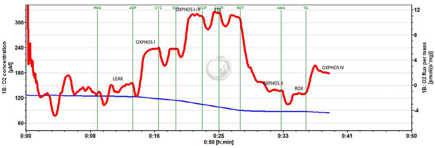 Figure 1: ** Substrate-uncoupler-inhibitor titration (SUIT) protocol. Representative oxygraph traces of oxygen flux relative to tissue mass. The vertical lines show the introduction of various substrates or inhibitors. LEAK refers to non-phosphorylating respiration; OXPHOS CI, CII, and CIV represent oxidative phosphorylation through mitochondrial complexes I, II, and IV, respectively; ETSmax represents electron transfer system maximum capacity; ROX represents non-ETS respiration; PMG represents pyruvate, glutamate, and malate; CYC represents cytochrome c; ROT represents rotenone; SCC represents succinate; CCCP represents the uncoupler, 2-[(3-chlorophenyl)hydrazinylidene]propanedinitrile (CCCP); AMA represents antimycin A; TA represents 1-N,1-N,2-N,2-N-tetramethylbenzene-1,2-diamine;dihydrochloride and ascorbate.