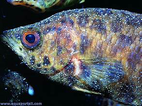 Figure 6: Ichthyophthirius Disease.