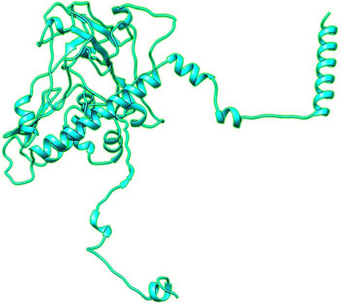 Figure 1: The predicted model is medium with TM-score 0.439. The predicted sequence was 42.8% disordered but reliability for disordered region is low in general.