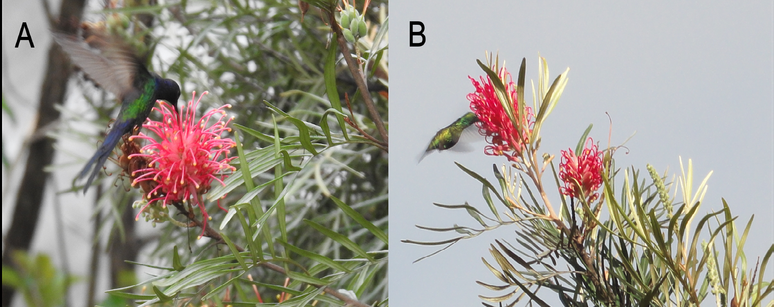 Figure 6: Hummingbird species, Eupetomena macrouna (A) and Chlorestes notata (B), visiting the Grevillea banksii flower in the study site. (Photo A: Miguel Andrade; Photo B: Bárbara H. Paixão).