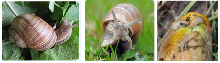 Figure 1: Mollusca [3].