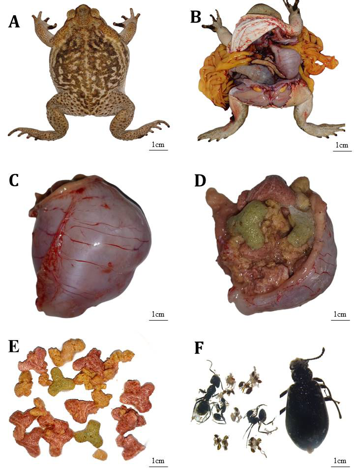 Figure 2: Rhinella diptycha (A) Dorsal view; (B) Ventral view, Distension of the stomach; (C) Stomach items; (D) overview; (E) Pet food found in the stomach; (F) Other food items from the stomach (Car = Caribidae; For = Formicidae).