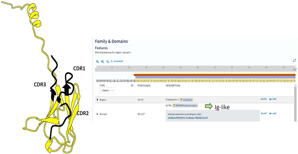Figure 14: AlphaFold prediction of IGKV1-5*03 Homo sapiens.