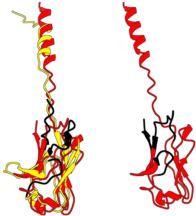 Figure 15: AlphaFold prediction superposed.