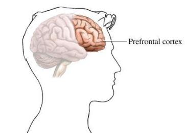 Figure 1: An illustration of the gross anatomy of the Brain lobes.