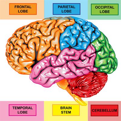 Figure 2: A diagram illustrating the location of the Prefrontal cortex At the cellular level, after differentiation into neurons, they migrate to their functional positions and grow into axons and dendrites. Inter neuronal connection via synapses leads to the functional neuronal communications that moderate motor and sensory handling, and control the behaviour, learning and memory [2]. From neurobiology point of view, neurons send electro-chemical signals after being stimulated by some kind of stimulus down the length of the cell, what is known as electric potential [3]. This is the electrical part of the electro-chemical signal. Once the electric current reaches the axon, it activates the release of some chemical mediators (neurotransmitters), and this is the chemical part of the signal. These neurotransmitters allow one neuron to connect to one another. The gap between the two neurons is called the synapse which is an important part in any neuronal connection. Neurotransmitters can increase (excitatory) or decrease (inhibitory) the trans- synaptic ion flow and then convey the neuronal massage. An example of excitatory neurotransmitters is glutamate and of inhibitory neurotransmitters is Gamma- aminobutyric acid (GABA). Some neurotransmitters have both actions like acetylcholine. After childhood, the brain shows striking changes in its morphology. Functional MRI (fMRI) has displayed reduction in the grey matter of the cerebral cortex in certain areas of the temporal lobes as well as in the prefrontal lobe [4]. Animal showed extensive synaptic pruning during this age group [5]. Other neuroimagings have revealed expansion in the white matter mass during adolescence in cortical and sub cortical regions [6] coming from augmented myelination or increased axon diameter in white matter [7].