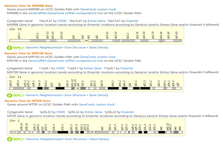 Figure 2: Genomic View of miR-99-5p, miR-100-5p and mTOR in Human Genome.