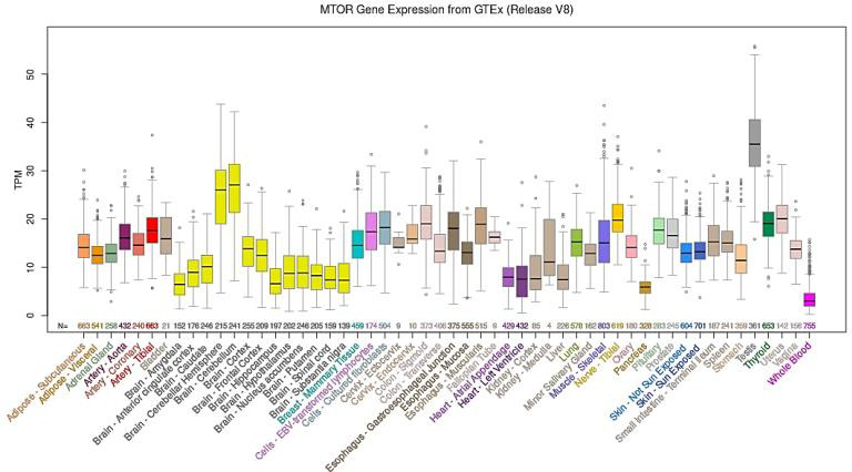 Figure 3: mTOR Expression Pattern in Different Organs and Tissues.