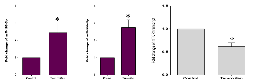 Figure 6: Increased Expression Level of miR-99B-5P and miR-100-5p and Decreased mTOR Expression Level in Tamoxifen Treated Cells.