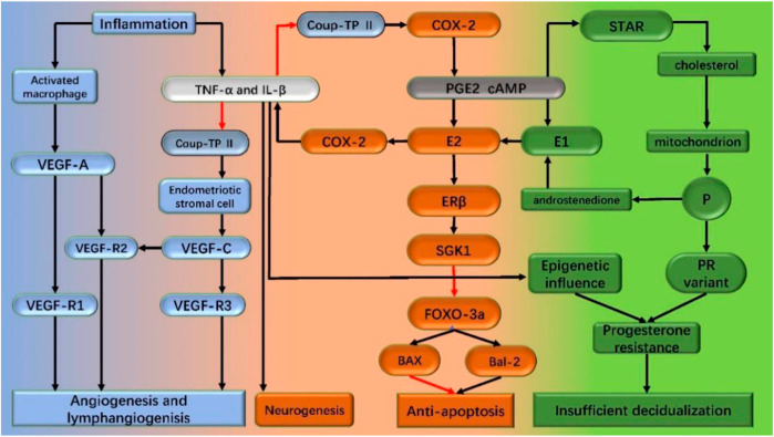 Figure 1: Mechanism of endometriosis pathogenesis in the text. Inflammation is the central link in the pathogenesis of endometriosis. Inflammation promotes the synthesis of estrogen. Increased estrogen level promotes apoptosis and the secretion of inflammatory factors like TNF-a and IL-1β, thus forming a vicious circle. Under the stimulation of the inflammatory factors on epigenetic change and/or progesterone receptor mutations, progesterone resistance occurs, which leads to decidualization insufficiency. Driven by inflammation, angiogenesis and lymphangiogenesis increased, neurogenesis, and endometriosis lesions formed and continued to develop. Black arrows: stimulation; red arrows: inhibition; TNF-a: tumor necrosis factorα; IL-1β: interleukin-1β; COX-2: cyclooxygenase type 2; StAR: steroid acute response protein (StAR); ER β: estrogen receptor β; SGK1: serum and glucocorticoid-regulated kinase FOXO-3a: forkhead box class o 3a; PGE2: prostaglandin E2; cAMP: cyclic adenosine monophosphate; P: progesterone; PR: progesterone receptor; VEGF: vascular endothelial growth factor [23].